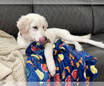 Small #2 Great Pyrenees