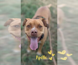 Apollo - Male American Staffordshire Terrier-Boxer Mix Dog for Adoption - Photo #9