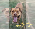 Small #8 American Staffordshire Terrier-Boxer Mix