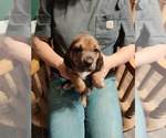 Small Photo #7 Bagle Hound-Basset Hound Mix Puppy For Sale in CENTRALIA, WA, USA