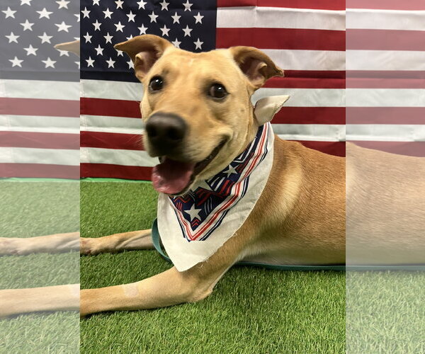 Medium Photo #8 Labrador Retriever-Unknown Mix Puppy For Sale in Euless, TX, USA