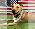 Small #7 Labrador Retriever Mix