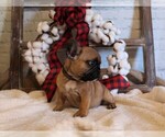 Small Photo #1 French Bulldog Puppy For Sale in AUSTIN, CO, USA