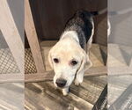 Small #2 Beagle Mix