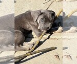 Puppy 4 Cane Corso