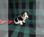 Small #8 Morkie