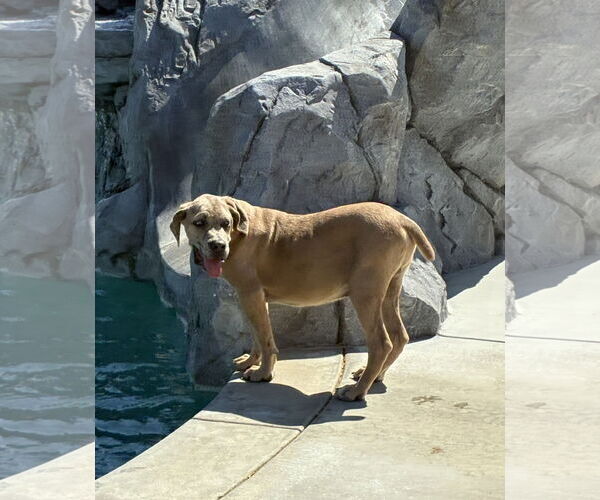 Medium Photo #3 Mastiff Puppy For Sale in Hesperia, CA, USA