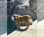 Small #2 Mastiff