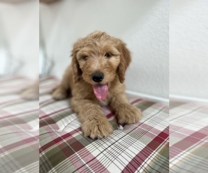 Goldendoodle Puppy for Sale in LITTLETON, Colorado USA