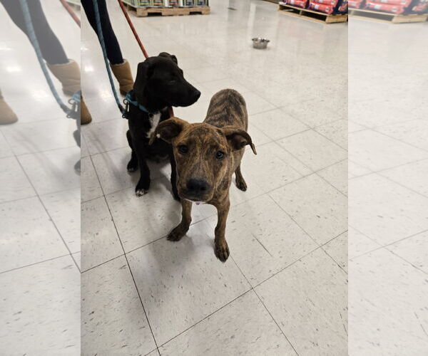 Medium Photo #5 American Pit Bull Terrier-Unknown Mix Puppy For Sale in Minneapolis, MN, USA