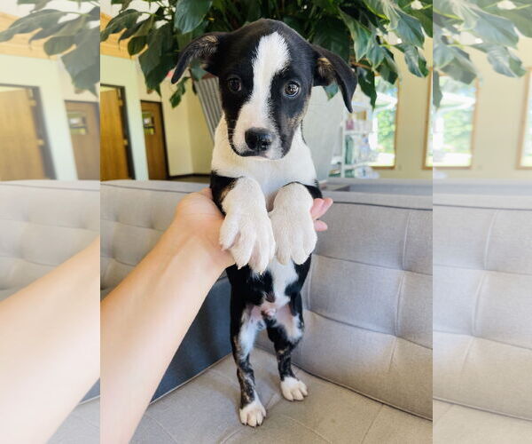 Medium Photo #1 Collie Puppy For Sale in Winter, WI, USA
