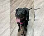 Small #3 Labrador Retriever Mix