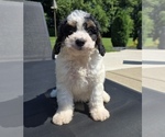 Small #1 Bernedoodle (Miniature)