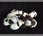 Small Photo #2 German Shorthaired Pointer Puppy For Sale in SAINT GEORGE, SC, USA