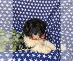 Small Photo #2 Bernedoodle (Miniature) Puppy For Sale in OXFORD, PA, USA