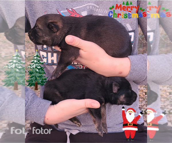 Medium Photo #9 German Shepherd Dog Puppy For Sale in KANSAS CITY, MO, USA