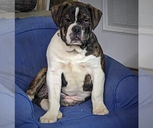 Olde English Bulldogge Puppy for sale in WRIGHT CITY, MO, USA