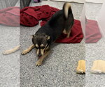 Small #6 Chiweenie
