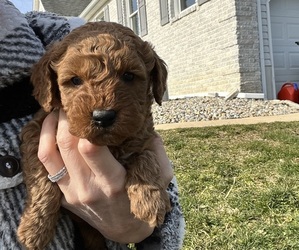 Goldendoodle (Miniature) Puppy for sale in MILLSTONE TOWNSHIP, NJ, USA