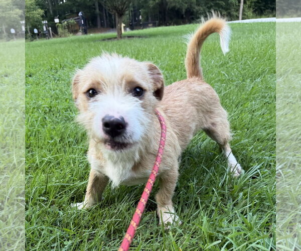 Medium Photo #3 Border Terrier Puppy For Sale in Yardley, PA, USA