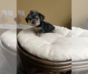 Yorkshire Terrier Puppy for sale in PLAINFIELD, IN, USA