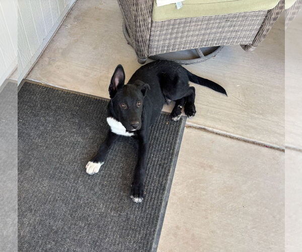 Medium Photo #2 Mutt Puppy For Sale in Chandler, AZ, USA