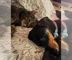 Small #3 Dachshund