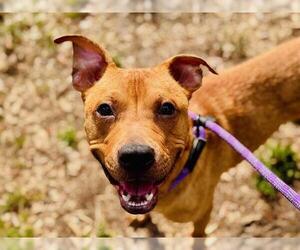 Mutt Dogs for adoption in Orlando, FL, USA