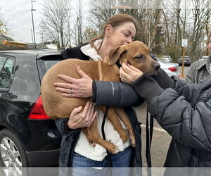 Josie - Female Labrador Retriever-Staffordshire Bull Terrier Mix Dog for Adoption - Photo #9