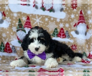 Bernedoodle (Miniature) Puppy for sale in LANCASTER, PA, USA