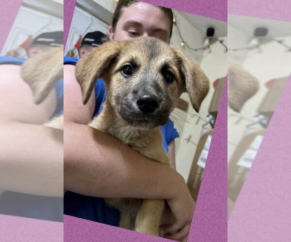 Medium Photo #3 Labrador Retriever-Unknown Mix Puppy For Sale in Aurora, IN, USA
