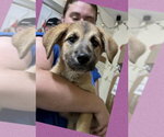 Small #2 Labrador Retriever Mix