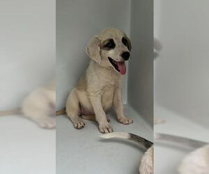 German Shepherd Dog-Unknown Mix Dogs for adoption in Houston, TX, USA