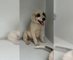 Small German Shepherd Dog Mix
