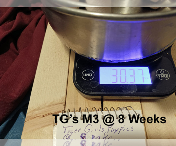 Medium Photo #8 Chihuahua Puppy For Sale in BELLE FOURCHE, SD, USA