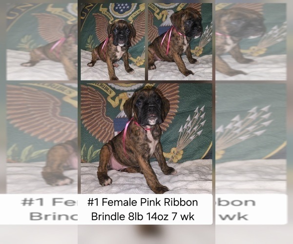 Medium Photo #1 Boxer Puppy For Sale in LINN GROVE, IN, USA