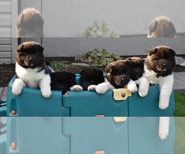 Medium Photo #4 Akita Puppy For Sale in PARADISE, PA, USA