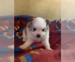 Small Photo #6 Pomeranian Puppy For Sale in OMAHA, NE, USA