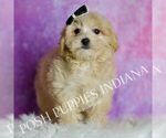 Small Photo #115 Maltipoo (Miniature) Puppy For Sale in WARSAW, IN, USA