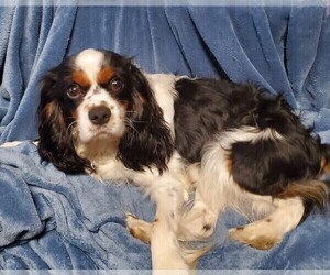 Father of the Cavalier King Charles Spaniel puppies born on 05/02/2022