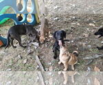 Small #5 Labrador Retriever Mix