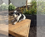Puppy April Bernedoodle-Bluetick Coonhound Mix