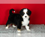Small Photo #69 Bernese Mountain Dog Puppy For Sale in MILLERSBURG, IN, USA