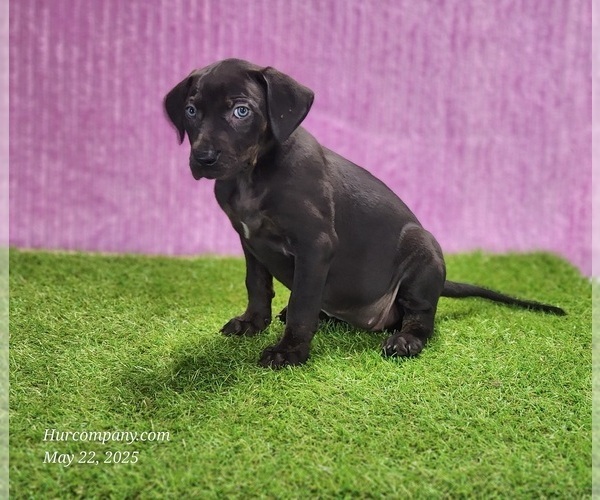 Medium Photo #7 Catahoula Leopard Dog Puppy For Sale in CUMBY, TX, USA