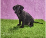 Small #6 Catahoula Leopard Dog
