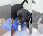 Small Labrador Retriever Mix