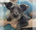 Small #1 Cairn Terrier Mix