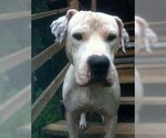 Small Photo #2 American Bulldog-Great Dane Mix Puppy For Sale in Austin, TX, USA
