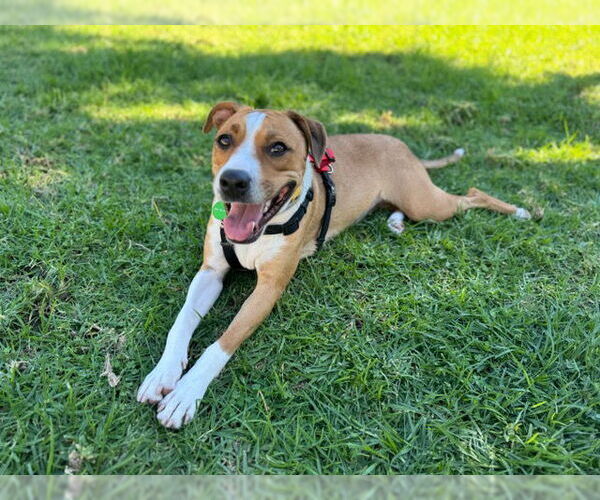 Medium Photo #2 American Pit Bull Terrier-Unknown Mix Puppy For Sale in Pasadena, CA, USA