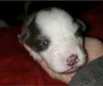 Small Photo #8 Australian Shepherd Puppy For Sale in HERNANDO, MS, USA